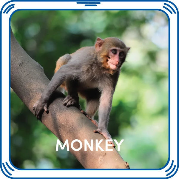 Monkey Sound - US 2017