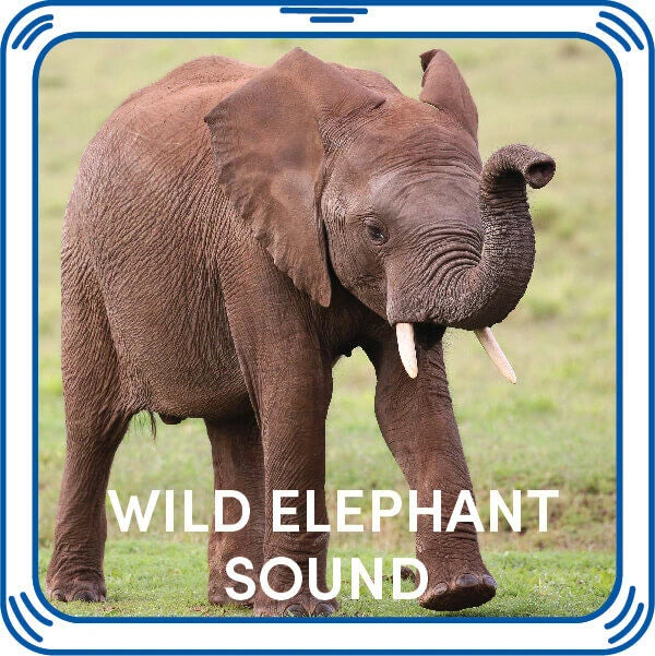 Wild Elephant Stuffed Animal Sound Chip | Shop Now at Build-A-Bear® - US 8468