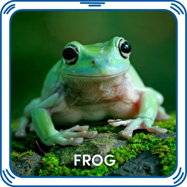 Frog Sound for Stuffed Animals | Build-A-Bear® - US 5557