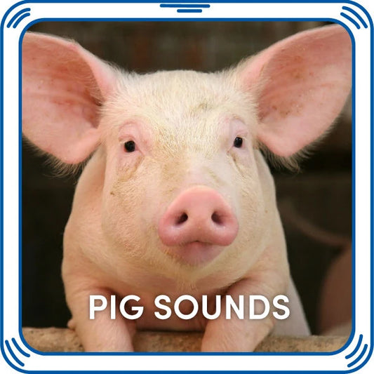 Pig Sounds for Stuffed Animals| Build-A-Bear® - US 7767
