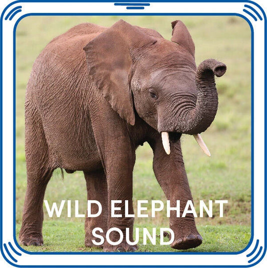 Wild Elephant Stuffed Animal Sound Chip | Shop Now at Build-A-Bear® - US 8468